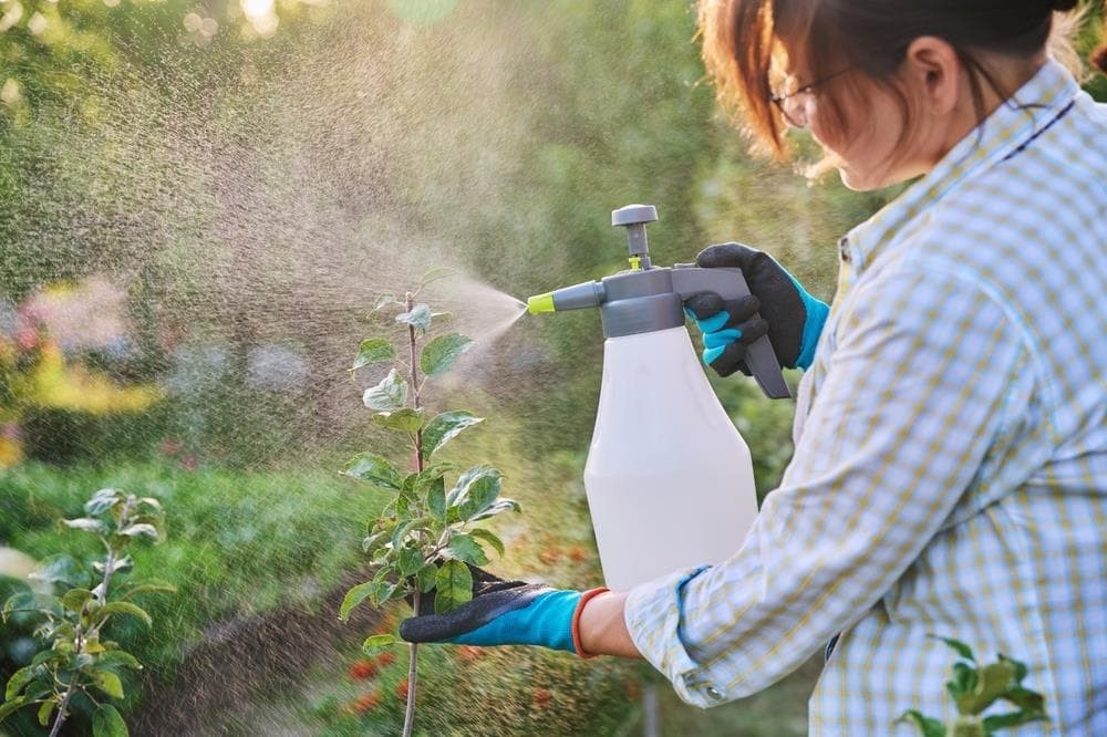 ¿Cómo seleccionar el abono adecuado para cada tipo de planta en tu jardín o cultivo?