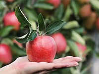 Compra los mejores fertilizantes y abonos para árboles frutales