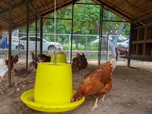 ¿Cuáles son los cuidados esenciales para asegurar una alta producción de huevos en tus gallinas ponedoras?
