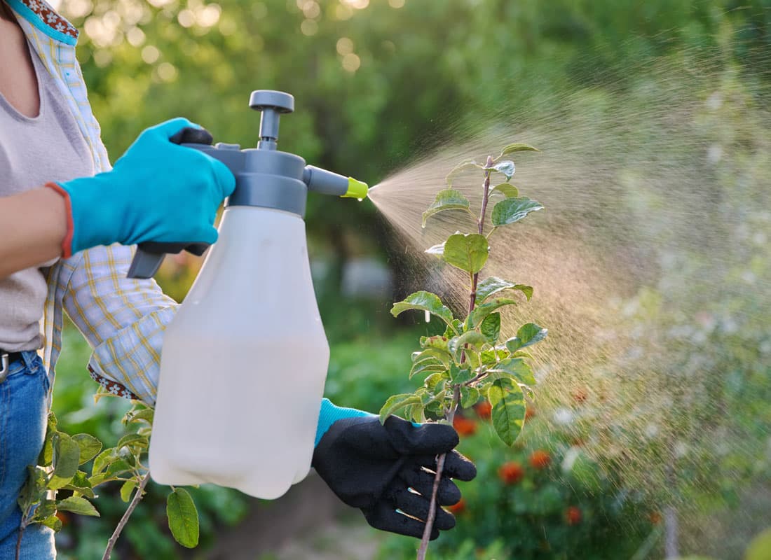 Insecticidas ecológicos para tu huerto en Pontevedra