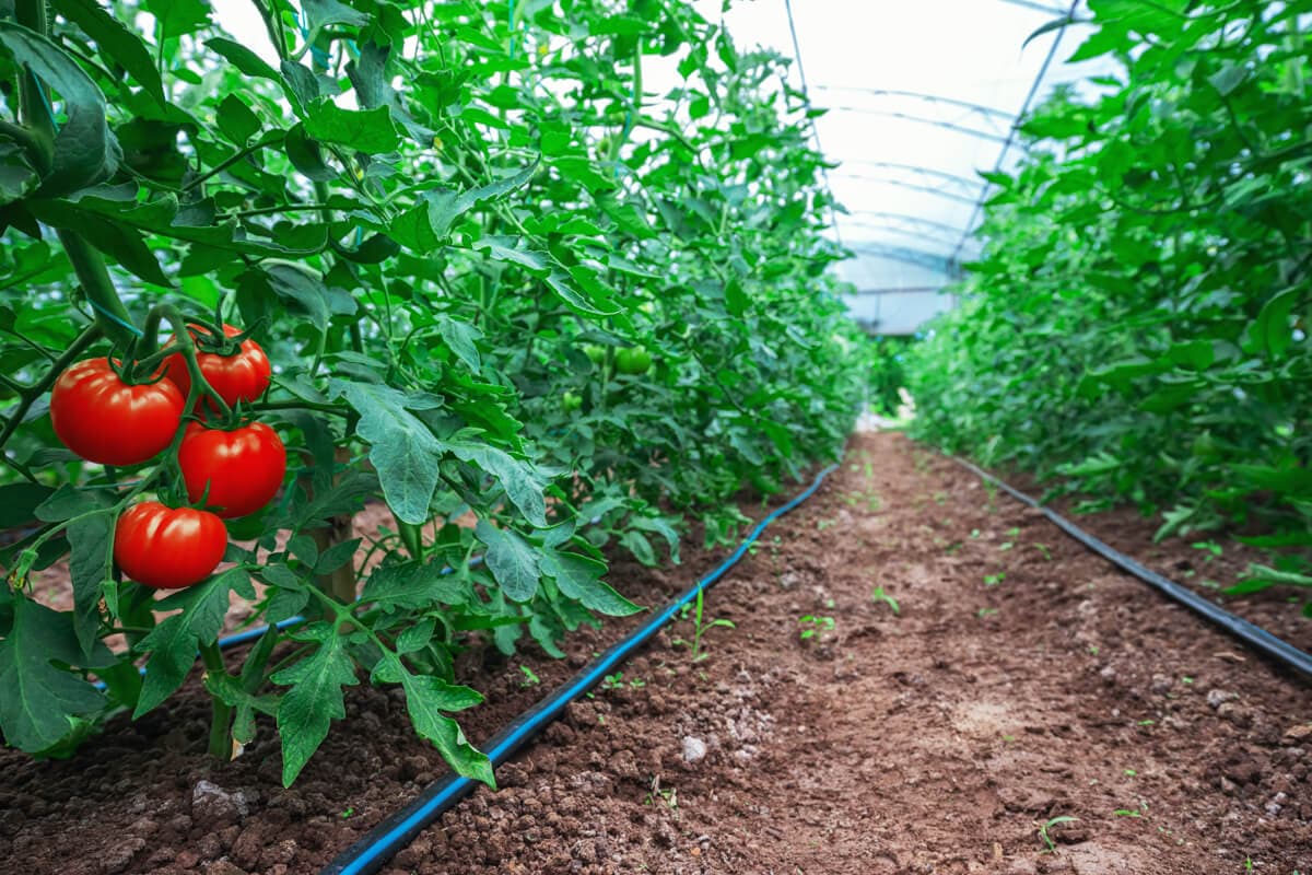 Tienda de productos ecológicos para agricultura en Pontevedra