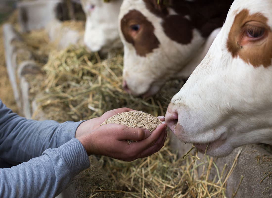 Comida a domicilio para animales en Pontevedra