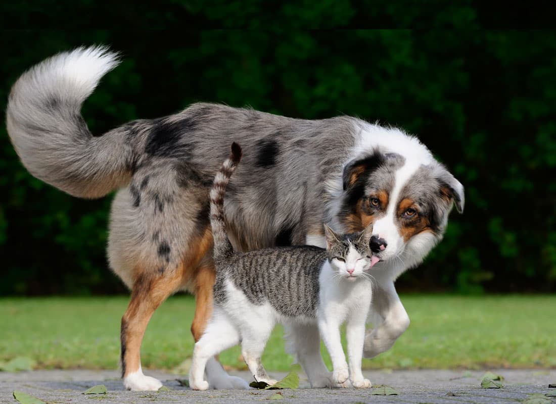 Productos para animales de compañía en Pontevedra