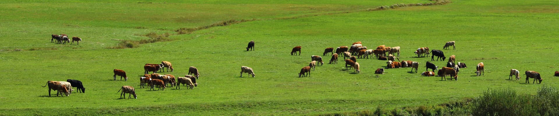 Productos relacionados con animales en Pontevedra