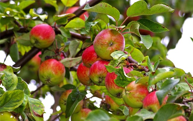 Compra los mejores fertilizantes y abonos para árboles frutales