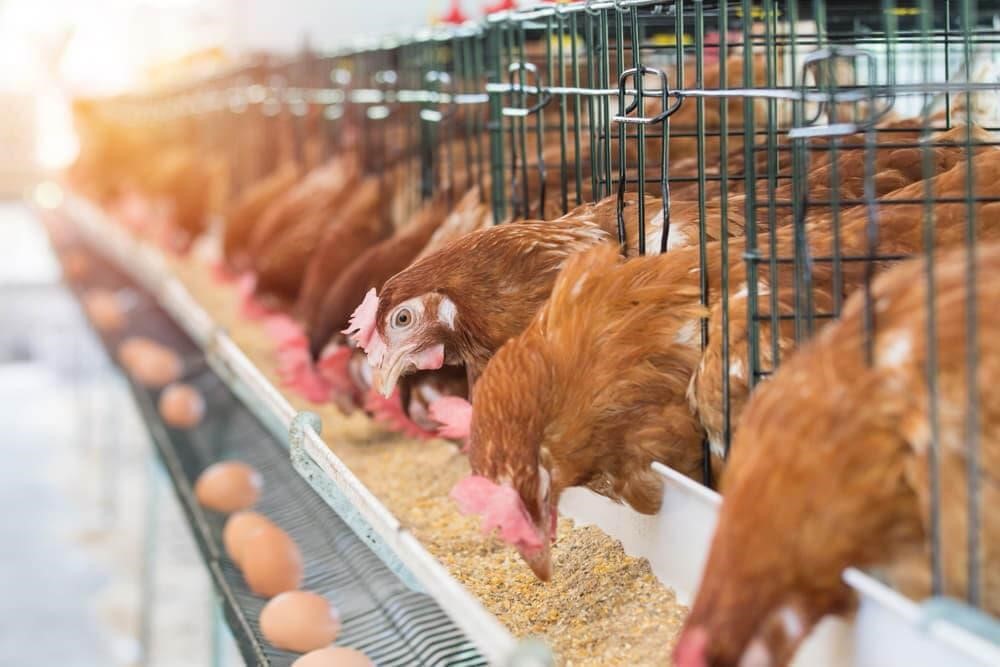 ¿Qué alimentación garantiza una producción óptima de huevos en gallinas ponedoras?