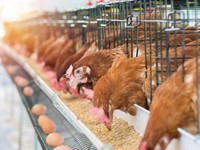 ¿Qué alimentación garantiza una producción óptima de huevos en gallinas ponedoras?