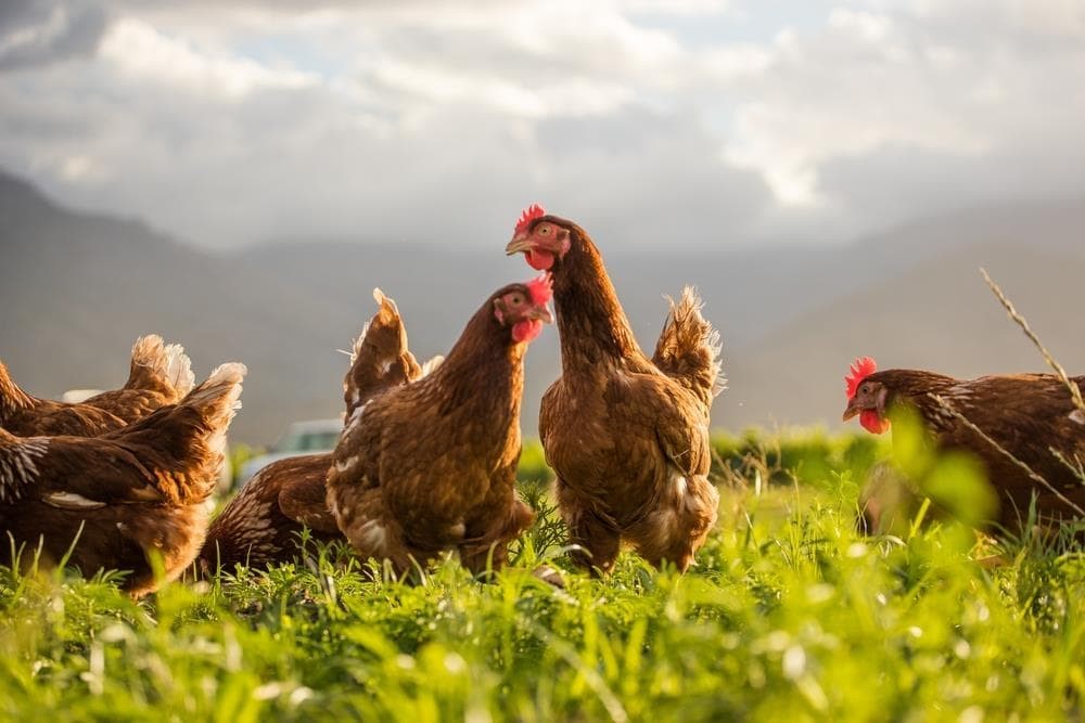 ¿Qué beneficios tiene criar gallinas ponedoras en tu propio hogar?