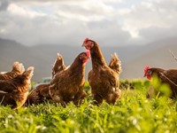 ¿Qué beneficios tiene criar gallinas ponedoras en tu propio hogar?