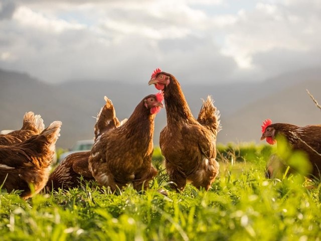 ¿Qué beneficios tiene criar gallinas ponedoras en tu propio hogar?