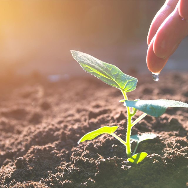 ¿Qué deben de cumplir mis plantaciones ecológicas?