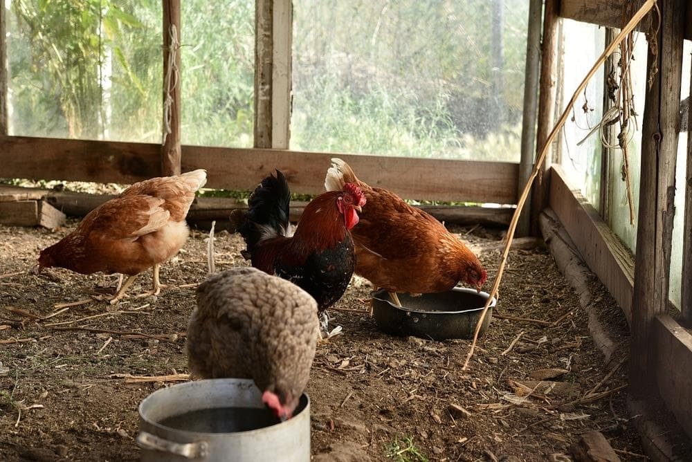 ¿Qué trámites son necesarios para tener un gallinero?